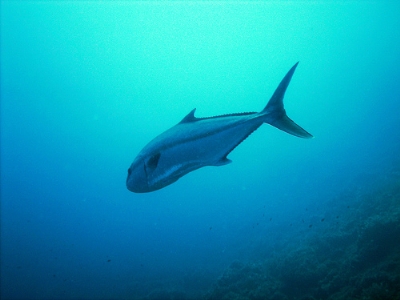 Traina con il vivo a ricciole